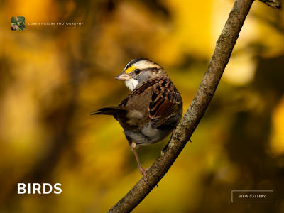 screenshot of Loren Nature Photography